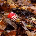 Fliegenpilz (Amanita muscaria)