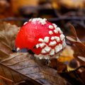 Fliegenpilz (Amanita muscaria)