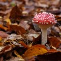 Fliegenpilz (Amanita muscaria)
