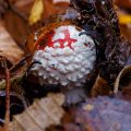 Fliegenpilz (Amanita muscaria)