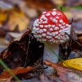 Fliegenpilz (Amanita muscaria)