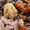 Blasse Koralle (Ramaria mairei) - Stack mit 25 Bildern
