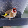 Stieglitz (Carduelis carduelis)