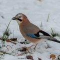 Eichelhäher (Garrulus glandarius)