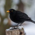 Amsel (Turdus merula) Männchen