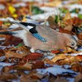 Eichelhäher (Garrulus glandarius)