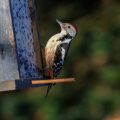 Mittelspecht (Leiopicus medius)