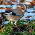 Eichelhäher (Garrulus glandarius)