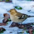 Buchfink (Fringilla coelebs) Weibchen