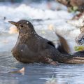 Amsel (Turdus merula) Weibchen
