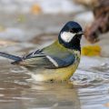 Kohlmeise (parus major)