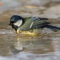 Kohlmeise (parus major)