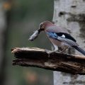 Eichelhäher (Garrulus glandarius)