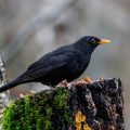 Amsel (Turdus merula) Männchen