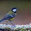 Kohlmeise (parus major)