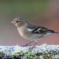 Buchfink (Fringilla coelebs) Weibchen