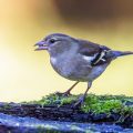 Buchfink (Fringilla coelebs) Weibchen