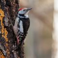Mittelspecht (Leiopicus medius)