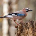 Eichelhäher (Garrulus glandarius)