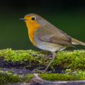 Rotkehlchen (Erithacus rubecula)