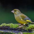 Grünfink (Carduelis chloris) Männchen