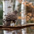 Mäusebussard (Buteo buteo)