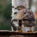 Mäusebussard (Buteo buteo)