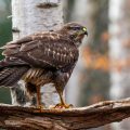 Mäusebussard (Buteo buteo)
