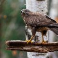 Mäusebussard (Buteo buteo)