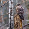 Mäusebussard (Buteo buteo)