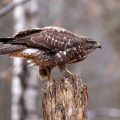 Mäusebussard (Buteo buteo)