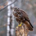 Mäusebussard (Buteo buteo)