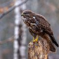 Mäusebussard (Buteo buteo)