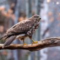 Mäusebussard (Buteo buteo)