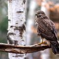Mäusebussard (Buteo buteo)