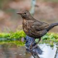 Amsel (Turdus merula) Weibchen