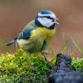 Blaumeise (Cyanistes caeruleus)