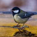 Kohlmeise (parus major)