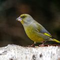 Grünfink (Carduelis chloris)
