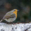 Rotkehlchen (Erithacus rubecula)