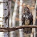 Mäusebussard (Buteo buteo)
