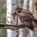 Mäusebussard (Buteo buteo)