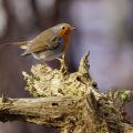 Rotkehlchen (Erithacus rubecula)