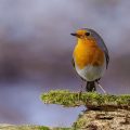 Rotkehlchen (Erithacus rubecula)