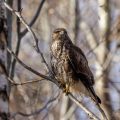 Mäusebussard (Buteo buteo)