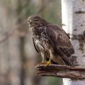 Mäusebussard (Buteo buteo)