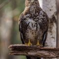 Mäusebussard (Buteo buteo)