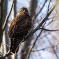Mäusebussard (Buteo buteo)
