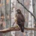 Mäusebussard (Buteo buteo)