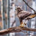 Mäusebussard (Buteo buteo)